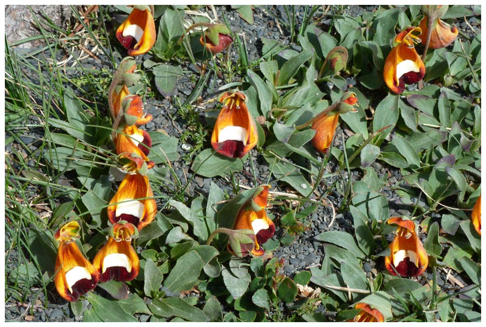 Zapatito de la Virgen, Calceolaria uniflora