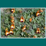 Calceolaria uniflora, Zapatito de la Virgen