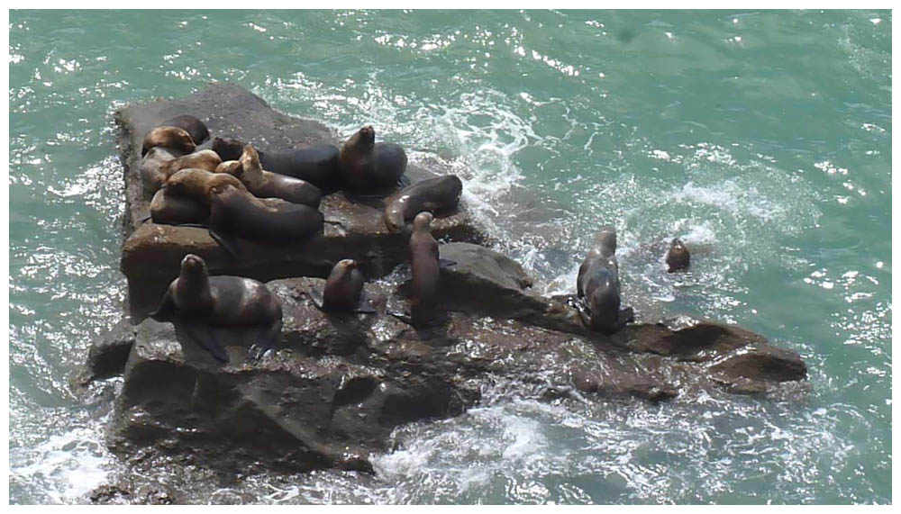 Seelöwen in der Nähe von Puerto San Julián