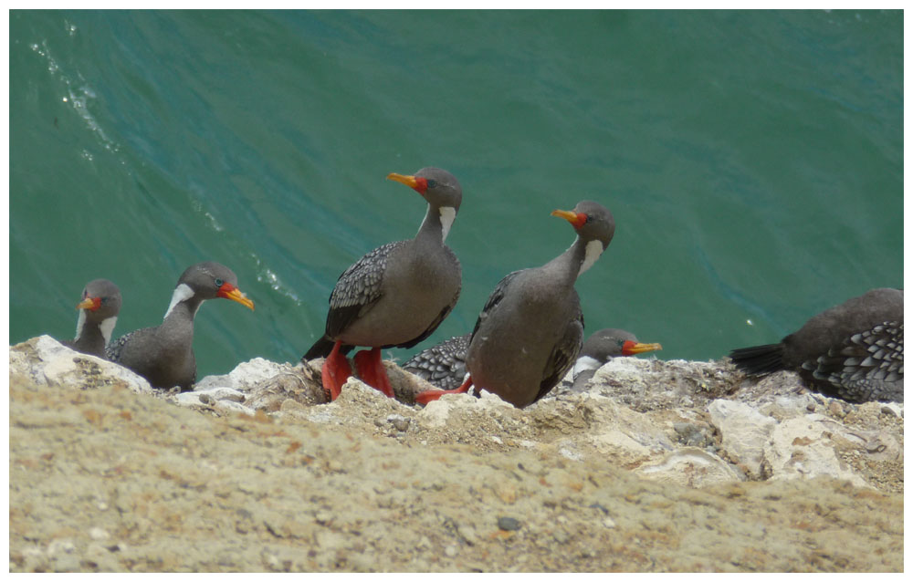 Puerto San Julián, Rotfußkormorane, Phalacrocorax gaimardi