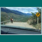 Eine Kuh auf der Carretera Austral