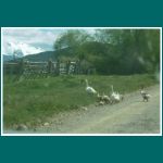 Gänse auf der Carretera Austral