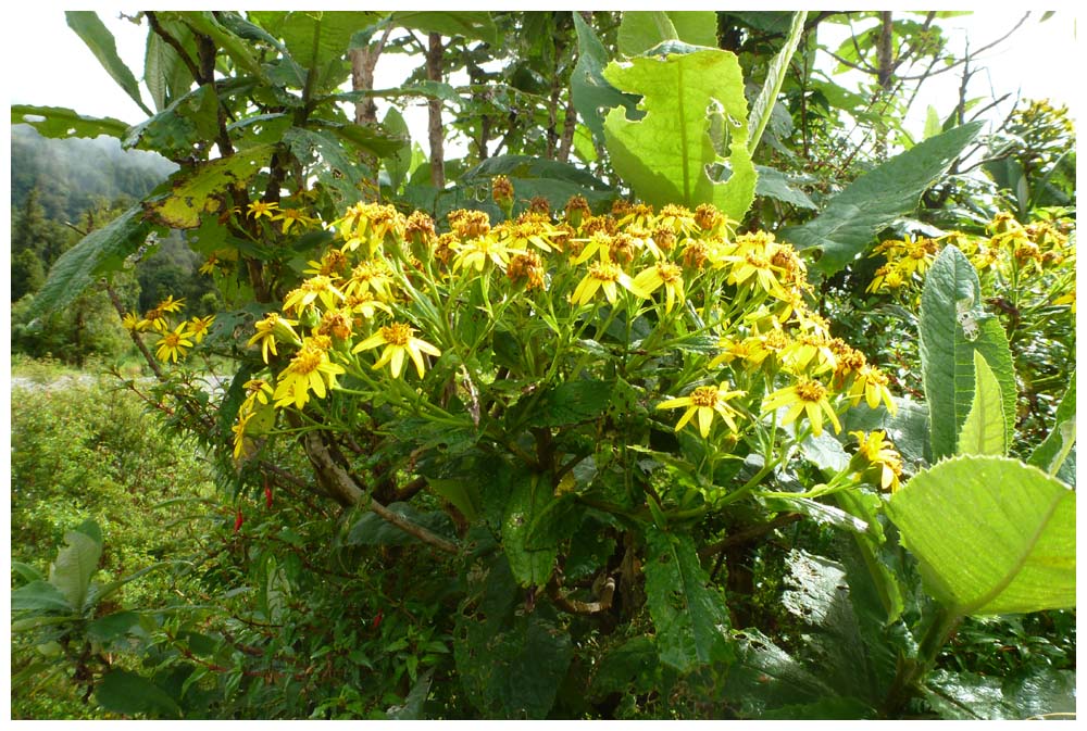 Acrisione denticulata, Palo de Yegua, Palpalén