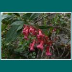 Escallonia rubra, Roter Andenstrauch