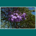 Blühender Jacaranda bei Los Andes