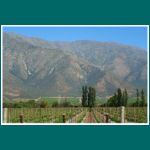 Weinbau bei Los Andes