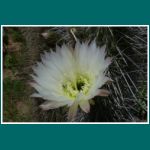 Kaktusbluete, Quisco Costero, Trichocereus chiloensis, Echinopsis chiloensis