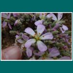 Atacamawüste, Flora im Nationalpark Pan de Azúcar