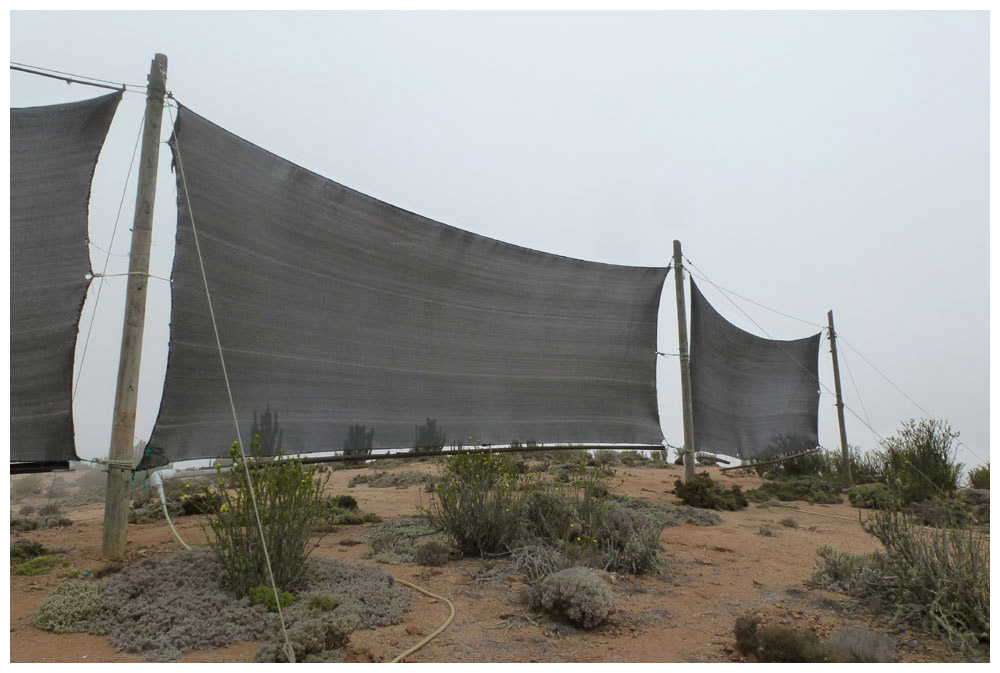 Parque Nacional Pan de Azúcar, Nebelfängernetze