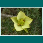 Atacamawüste, Flor de Lechero, Euphorbia lactiflua