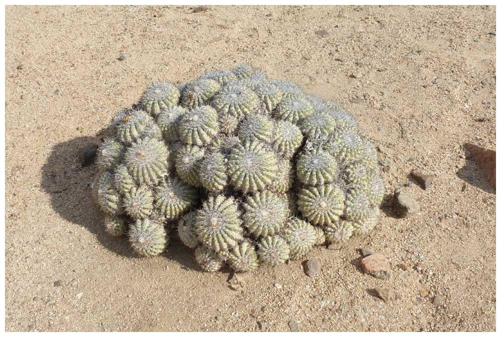 Parque Nacional Pan de Azúcar, Copiapoa cinerascens