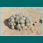 Parque Nacional Pan de Azucar, Copiapoa cinerascens