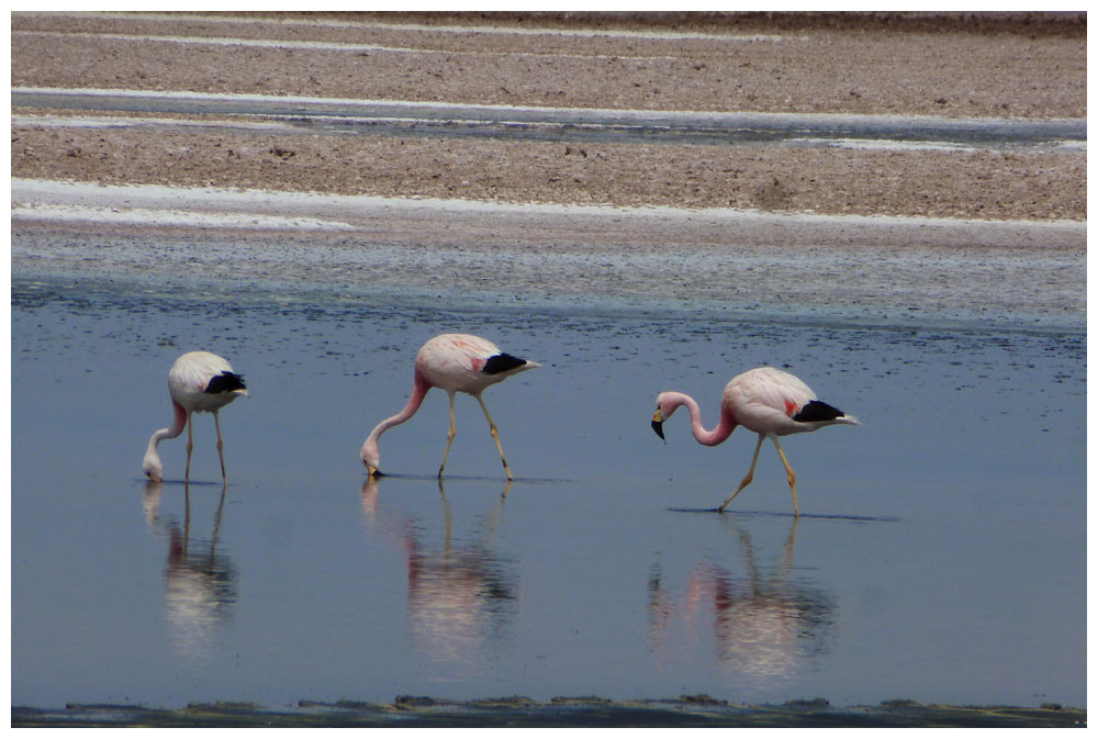 Flamingos im Salar de Atacama