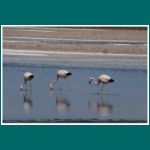 Flamingos im Salar de Atacama