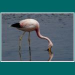 Andenflamingo im Salar de Atacama