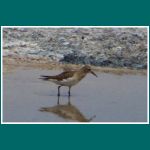 Playero de Baird, Calidris Bairdii, Bairdstrandlaeufer