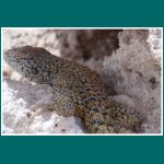 Lagartija de Fabian, Liolaemus fabiani, Fabian´s Lizard