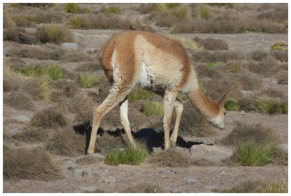 Vicuña beim Indiodorf Machuca