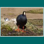 Riesenblesshuhn, Tagua gigante, Gallareta gigante, Fulica gigantea