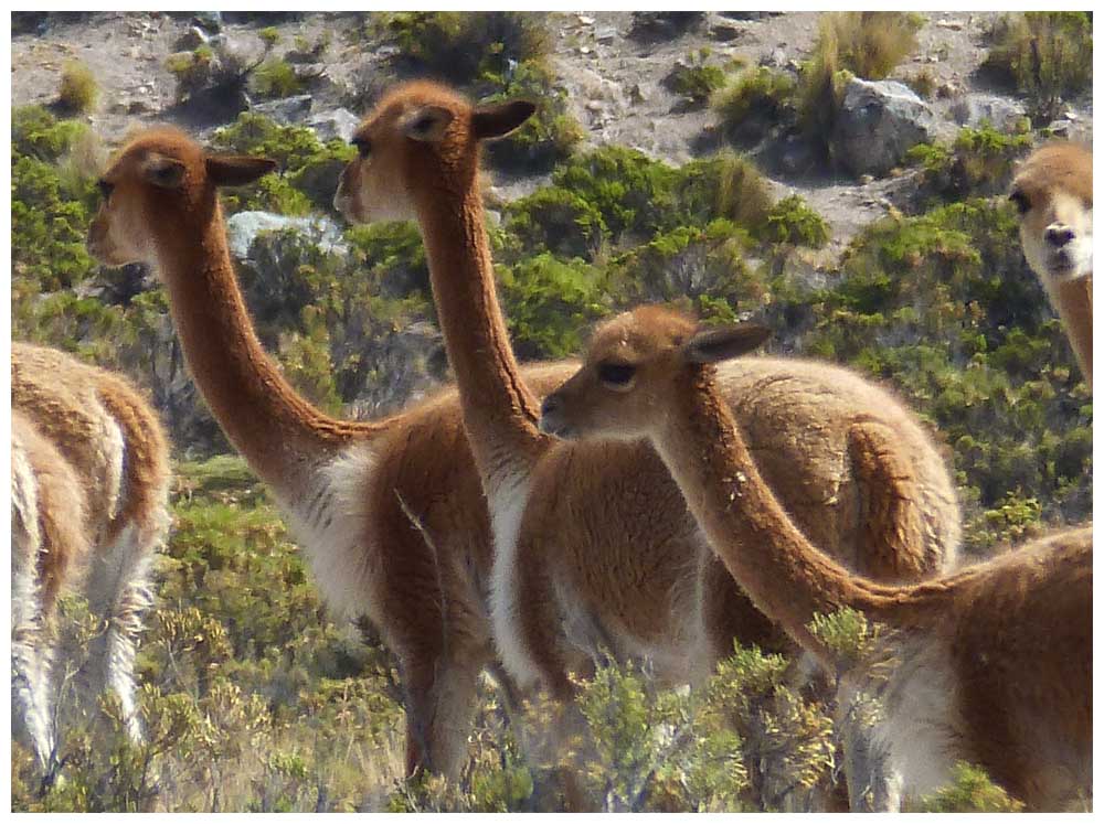 Vicuñas