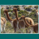 Vicuñas, Vikunjas