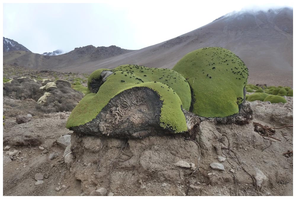 Yareta, Llareta, Azorella compacta