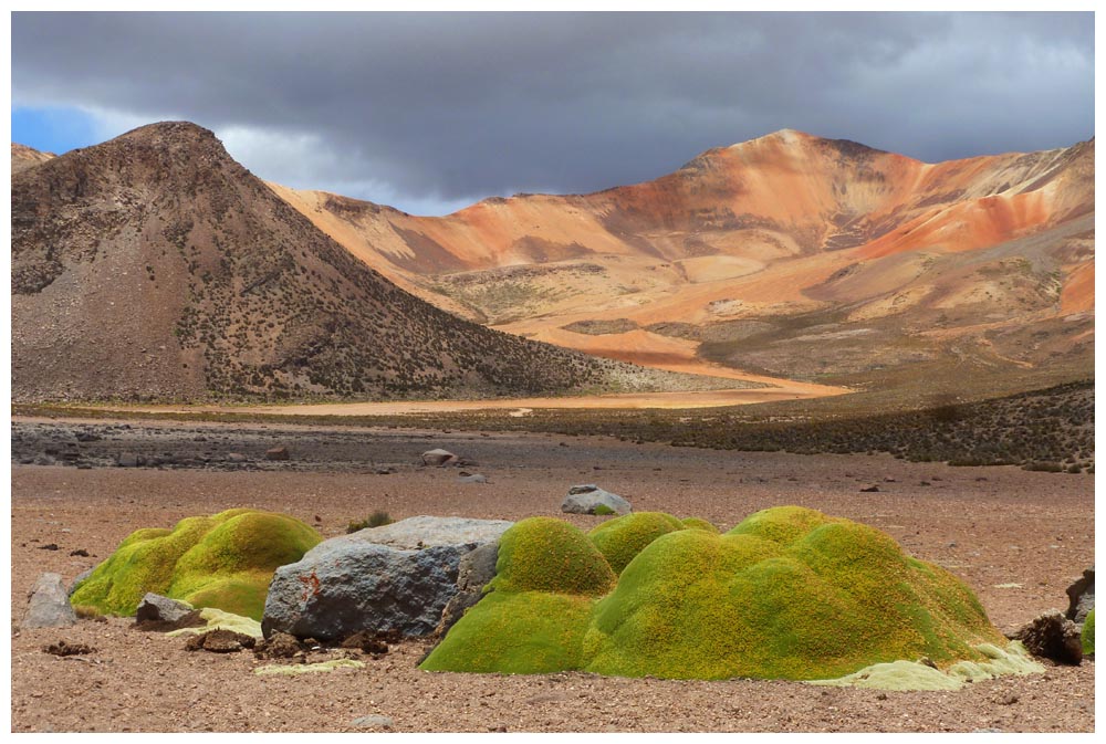 Suriplaza und Llareta (Azorella compacta)