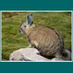 Viscacha