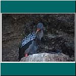 Lile, Rotfußkormoran, Phalacrocorax gaimardi