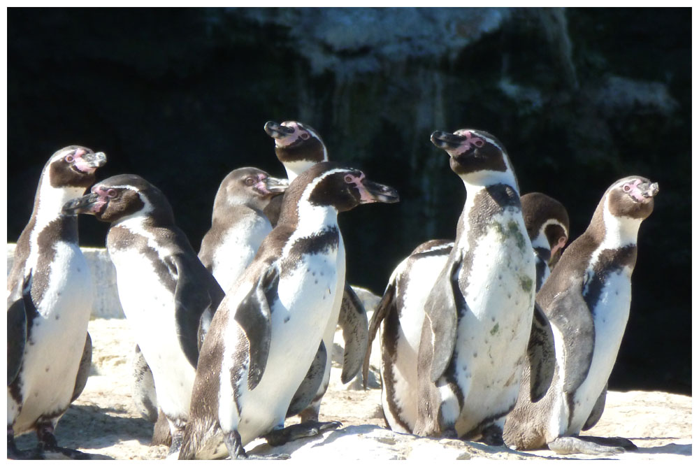 Humboldt-Pinguine auf der Isla Choros