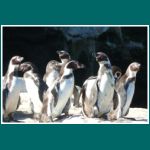 Humboldt Pinguine auf der Isla Choros