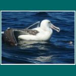 Albatros bei der Isla Choros