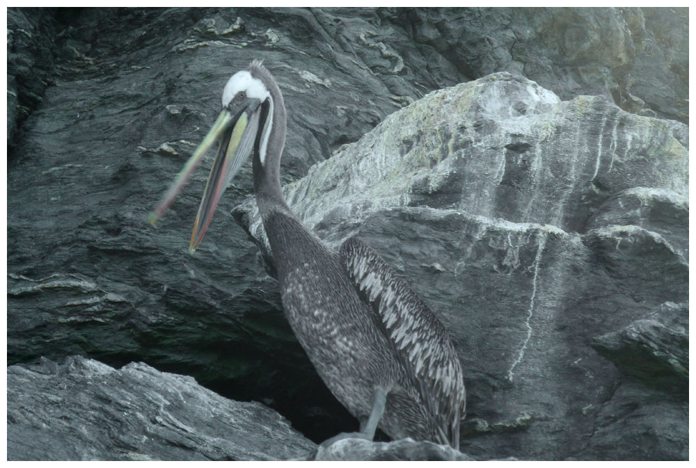 Isla Choros, Pelikan, Pelecanus thagus