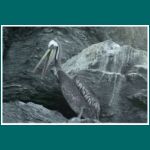 Pelikan, Pelecanus thagus auf der Isla Choros