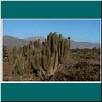 Kaktus vor La Serena