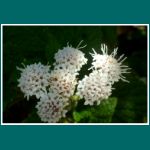 Parque Nacional Fray Jorge, Ageratina glechonophylla, Eupatorium glechnophyllum, Barba de Viejo, Barbón