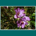 Alstroemeria magnifica, Var. magenta