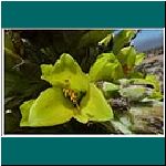 Blüte der Puya chilensis