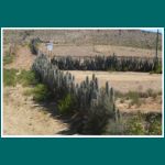 Kaktuszaun auf der Fahrt zum Nationalpark Fray Jorge