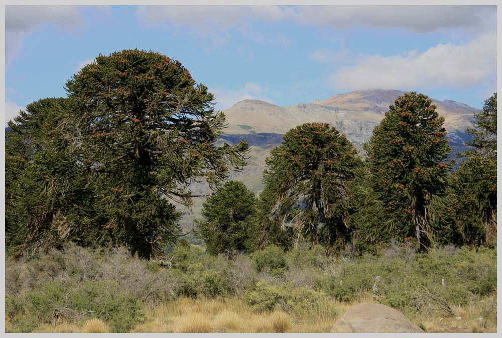 Araukarien am Paso Manuil Malal, Araucaria araucana