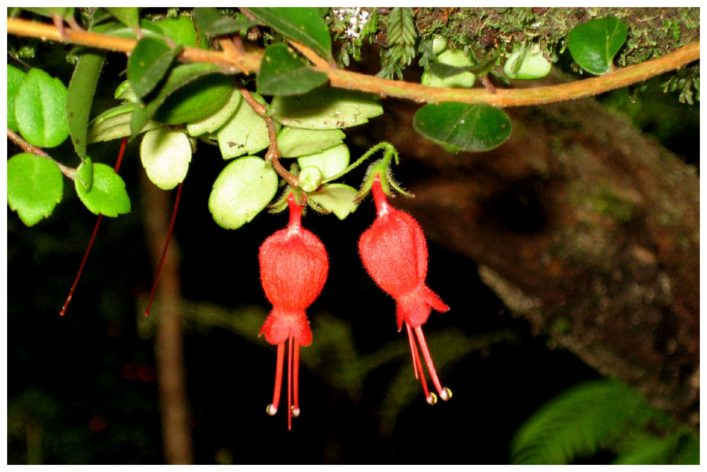 Medallita,  Voqui medallita, Vitalahuèn oder Votri, Sarmienta repens