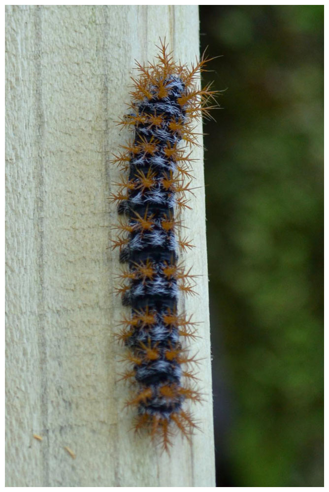 Chile, Nationalpark Alerce Andino, Raupe, giftig, Oruga urticante