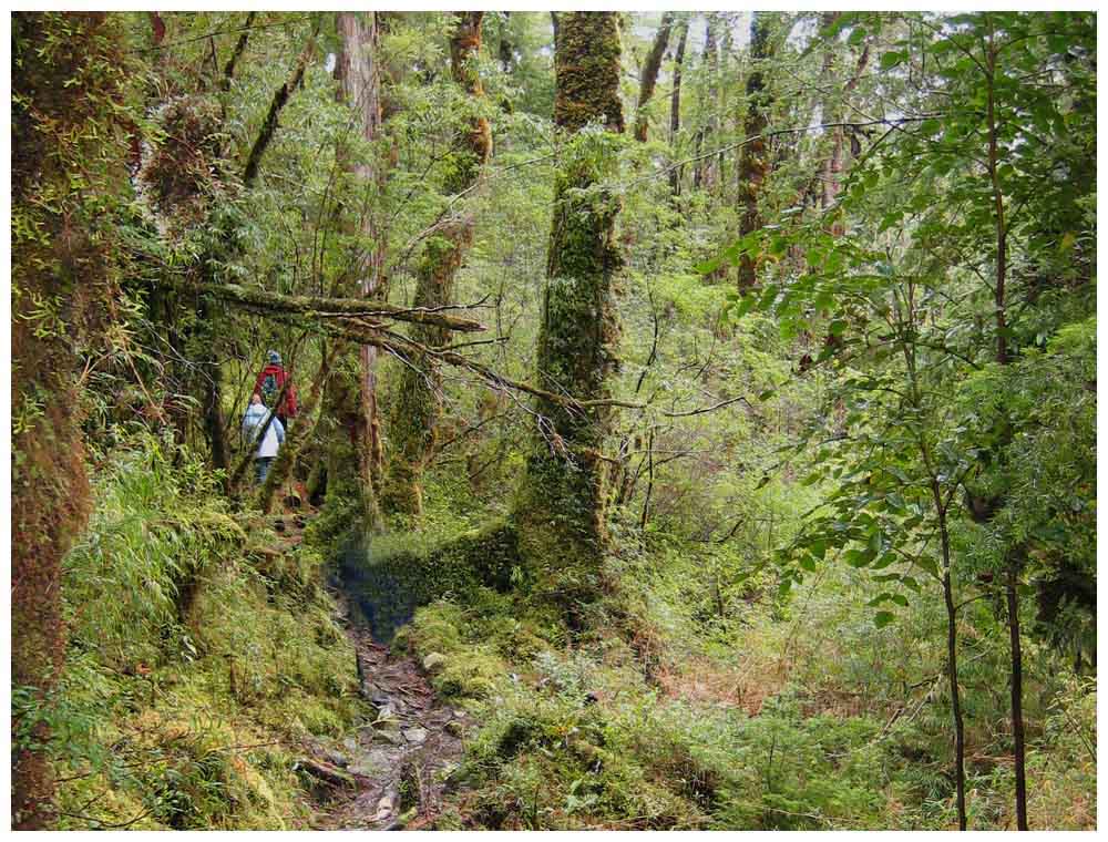 Chile, Nationalpark Alerce Andino