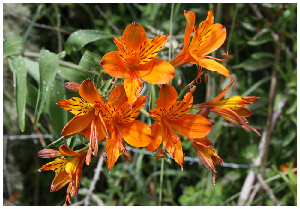 Amancay, Alstroemeria aurea