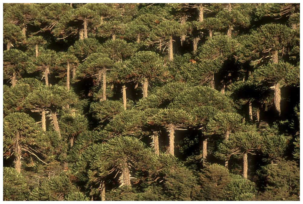 Araukarien, Araucaria araucana