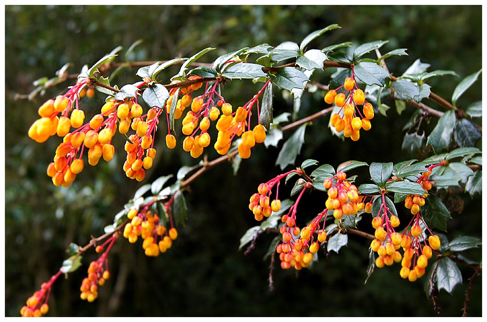 Berberis darwinii, Calafate