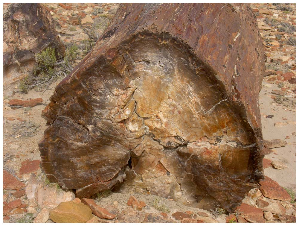 Versteinerte Wälder, Monumento Natural Bosques Petrificados