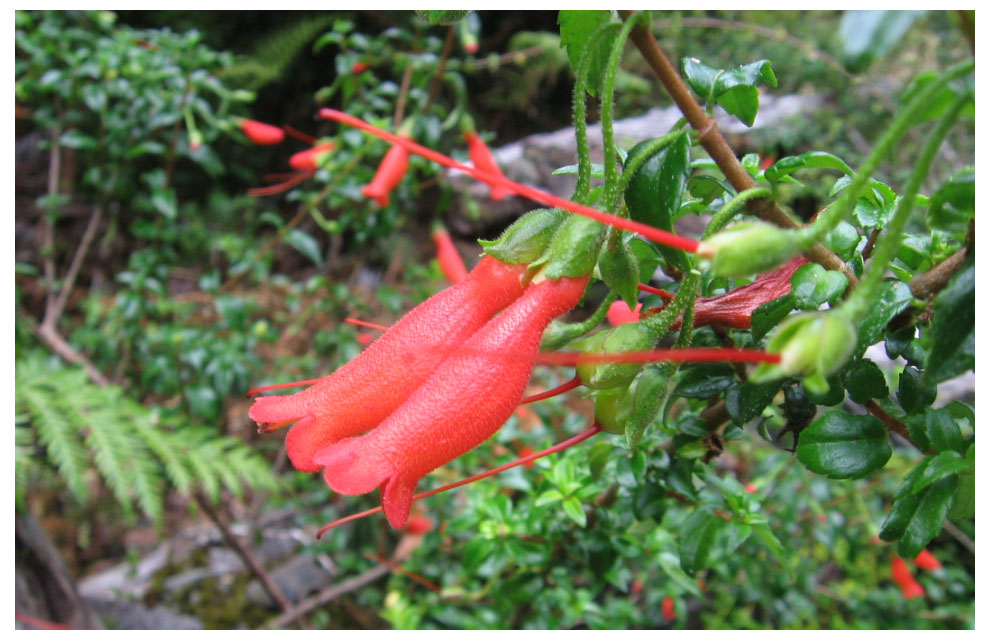 Botellita, Chilca, Voquivoqui, Vochivochi, Mitraria coccinea