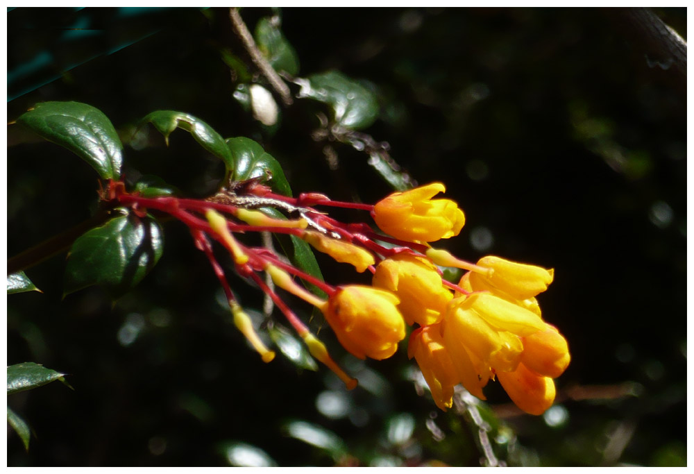 Berberis trigona, Calafate