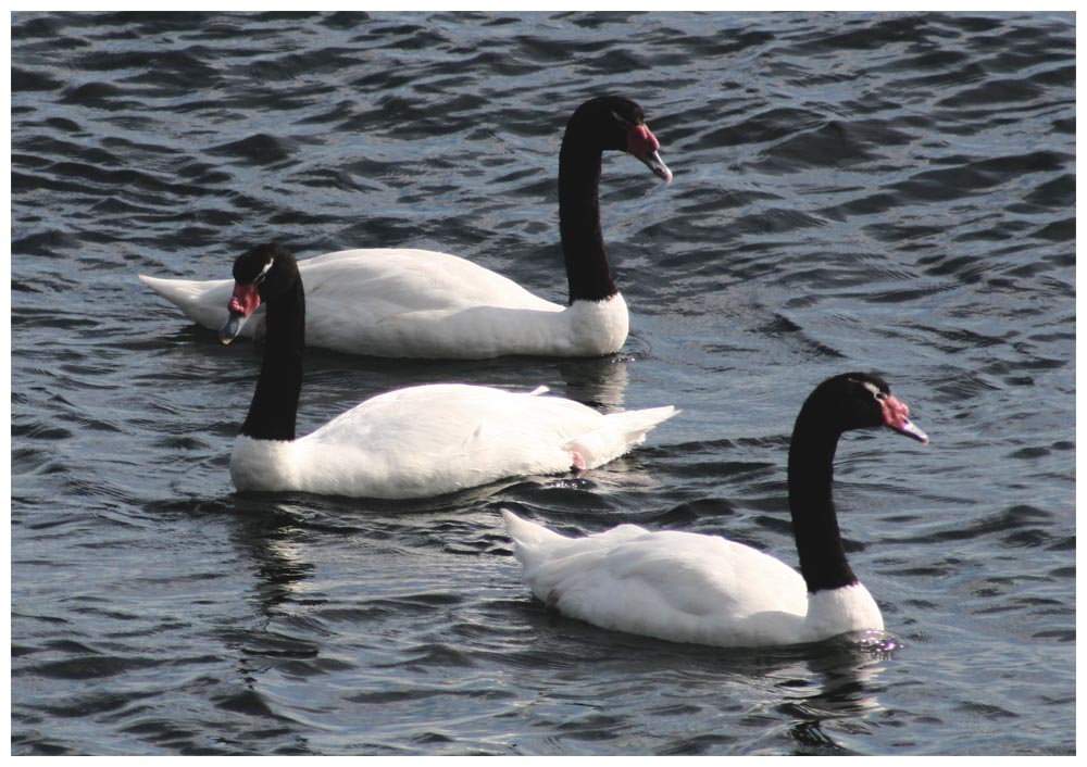 Schwarzhalsschwäne, Cygnus melancoryphus